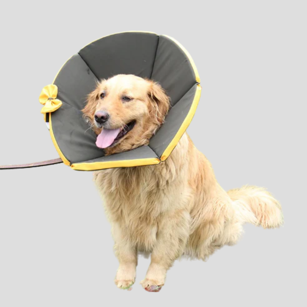 Soft padded dog recovery e-collar protecting a pet's head after surgery, ensuring wound care and comfort.