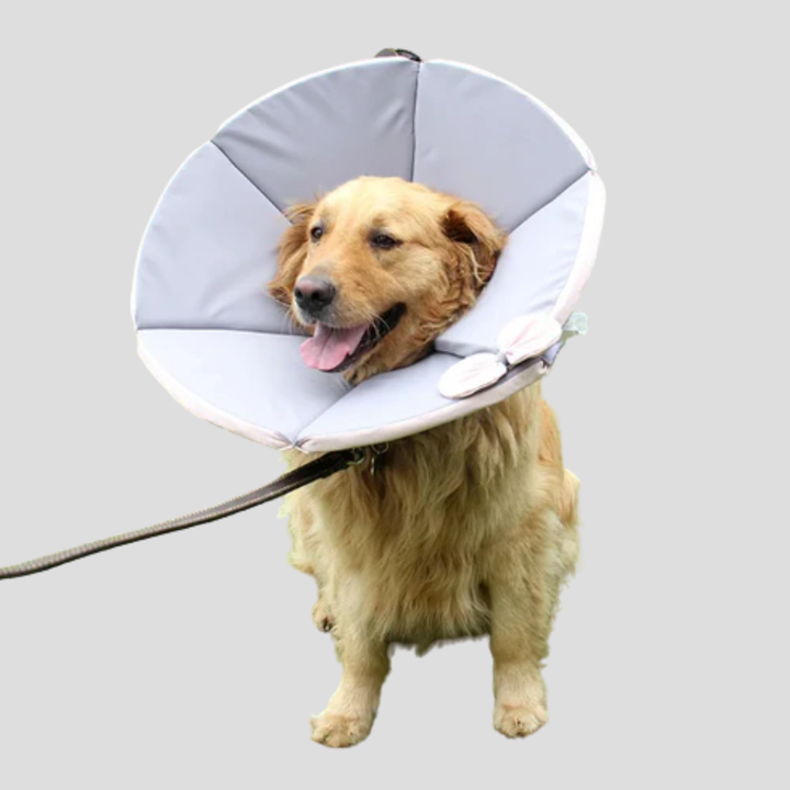 Comfortable pet protective cone, a soft e-collar for dogs post-surgery to prevent licking and aid recovery.