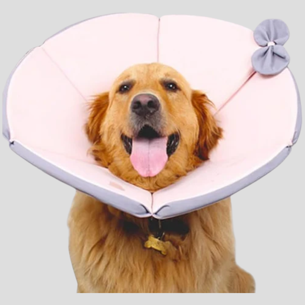 Dog recovery e-collar with plush padding, designed for pet comfort during post-surgery wound protection.