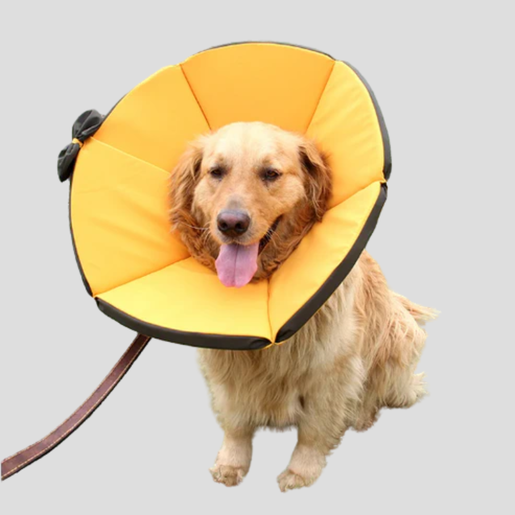 Close-up of a soft dog collar, an e-collar protective cone for effective pet recovery and wound care.