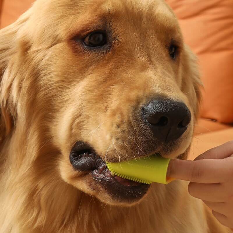 Pet owner using a finger toothbrush to clean a dog's teeth, highlighting easy dental care.