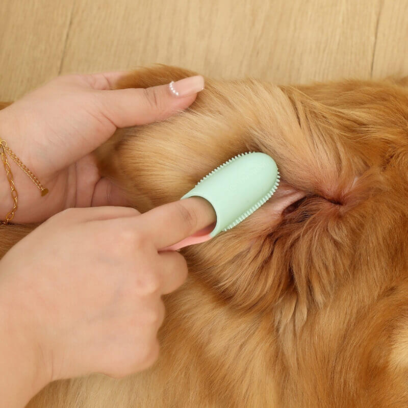 Cat being gently introduced to a pet finger toothbrush for improved oral hygiene and plaque control.