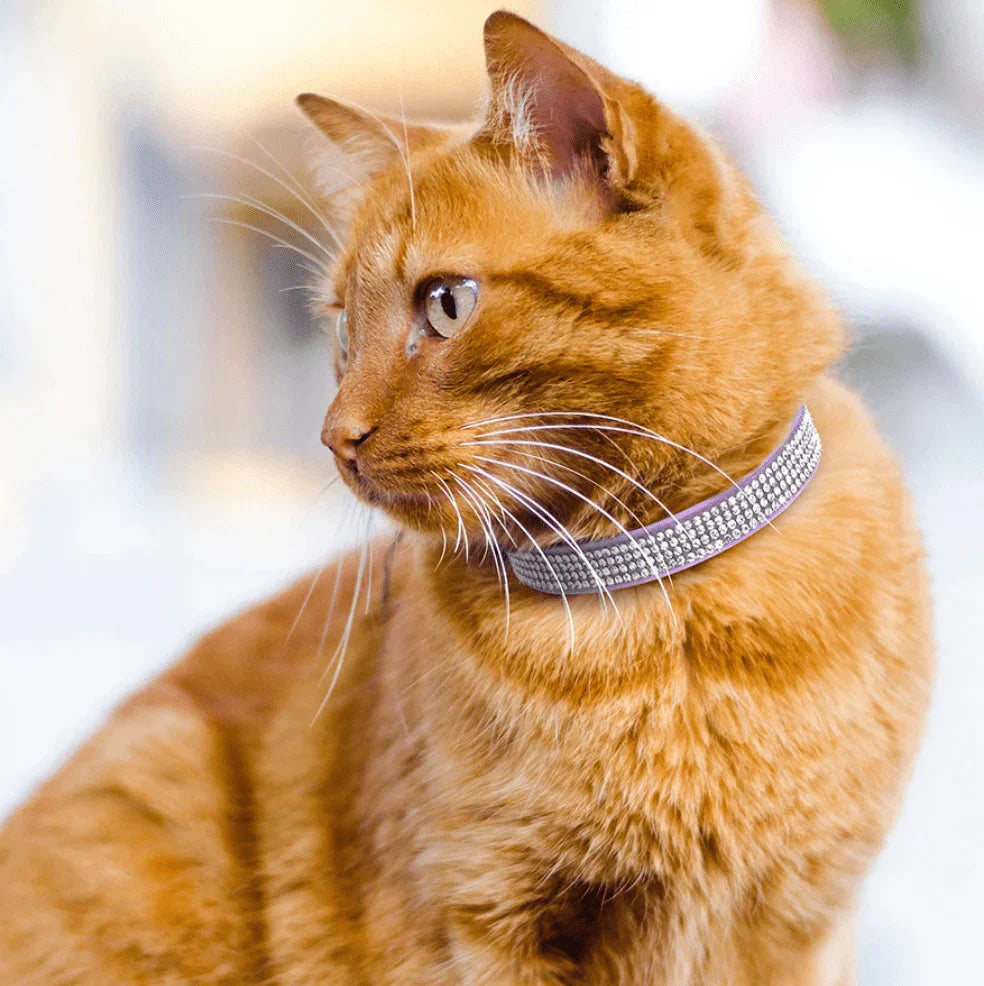 Detail of the secure buckle and rhinestone embellishment on a soft suede pet collar