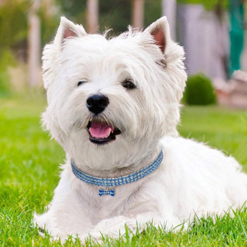 Fashionable pet accessory: glamorous dog collar with multiple rows of rhinestones and a prominent bone charm.