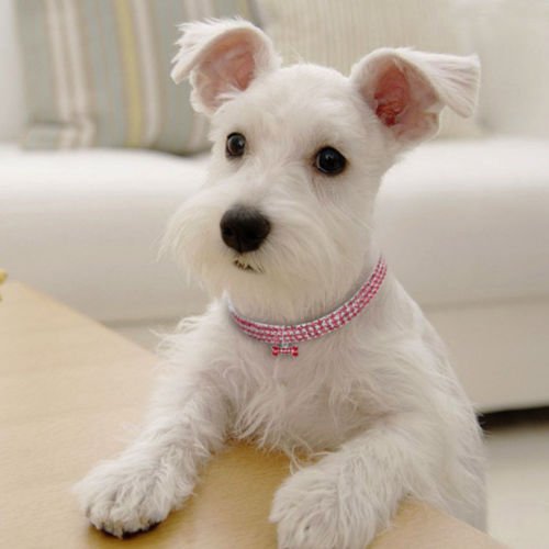Close-up of an adjustable dog collar, showcasing the glittery rhinestones and detailed bone charm.