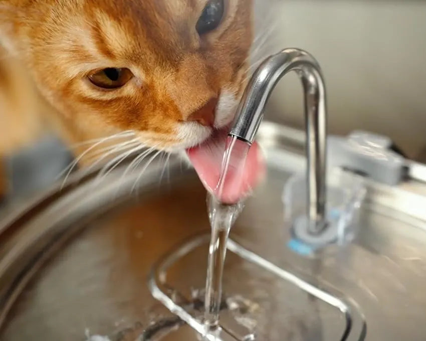 Durable 3.2L stainless steel pet fountain, offering filtered refreshmnets for pets.