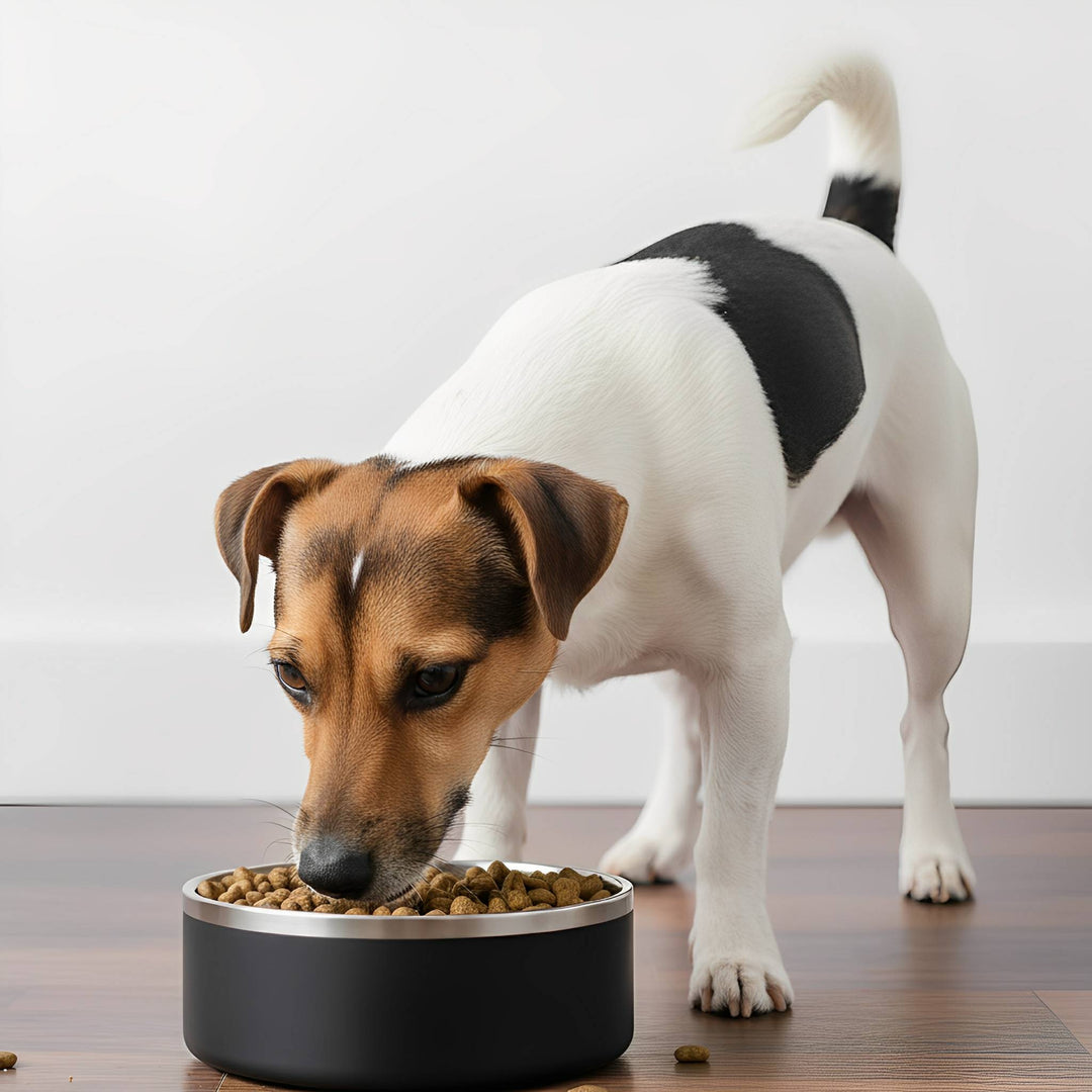Durable pet feeder: non-slip stainless steel dog bowl, easy to clean