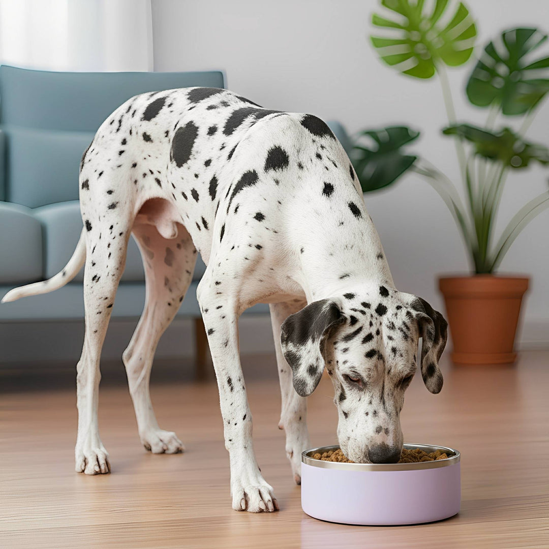 Heavy-duty non-slip dog bowl, stainless steel, ideal for pet food and water