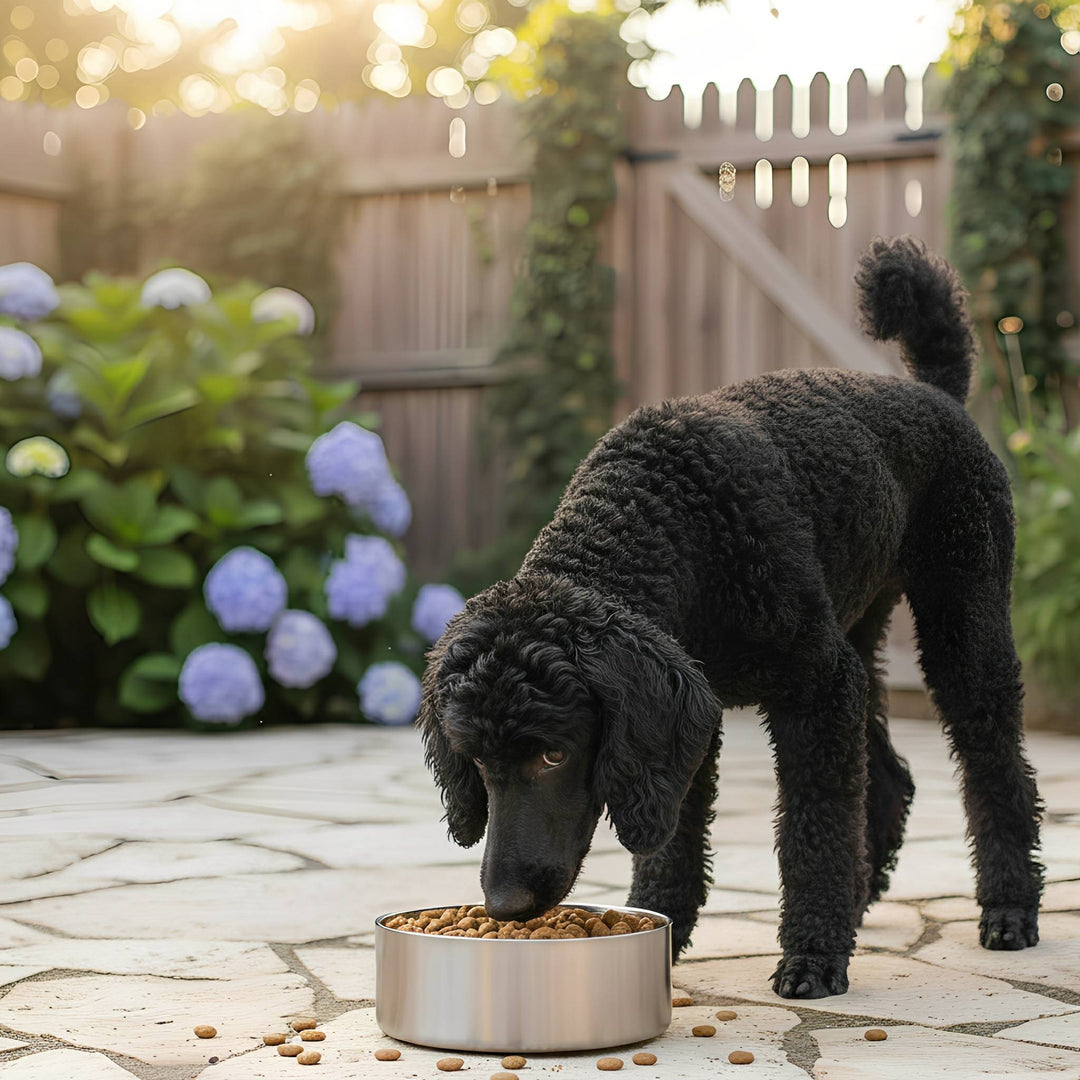 Modern stainless steel pet bowl, non-slip base, essential pet supplies
