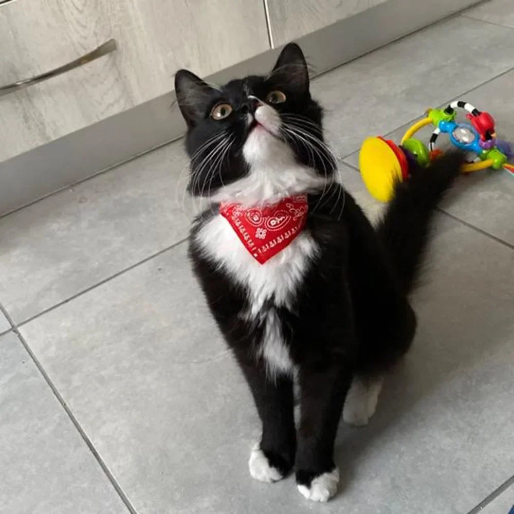 Soft polyester & PU leather cat bandana collar, an adjustable pet accessory for a stylish and comfortable cat.
