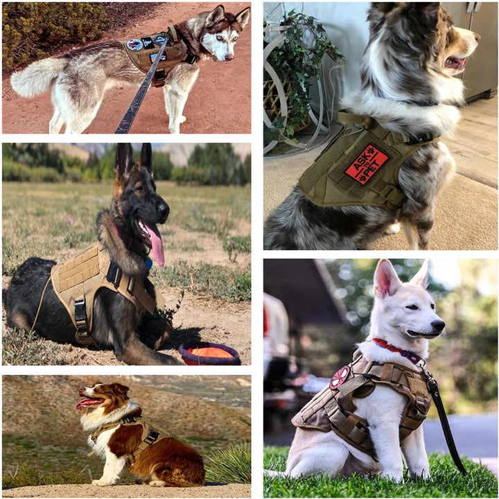 Large breed dog harness and leash, tactical design, comfortable and secure for training and walks