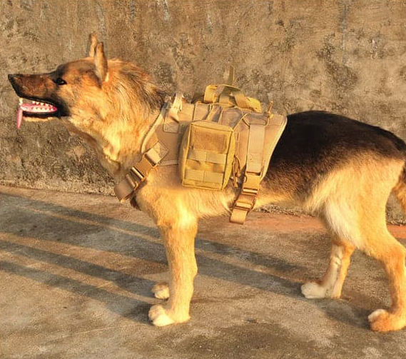 Black tactical dog harness with MOLLE system and sturdy metal buckles, includes a matching leash.