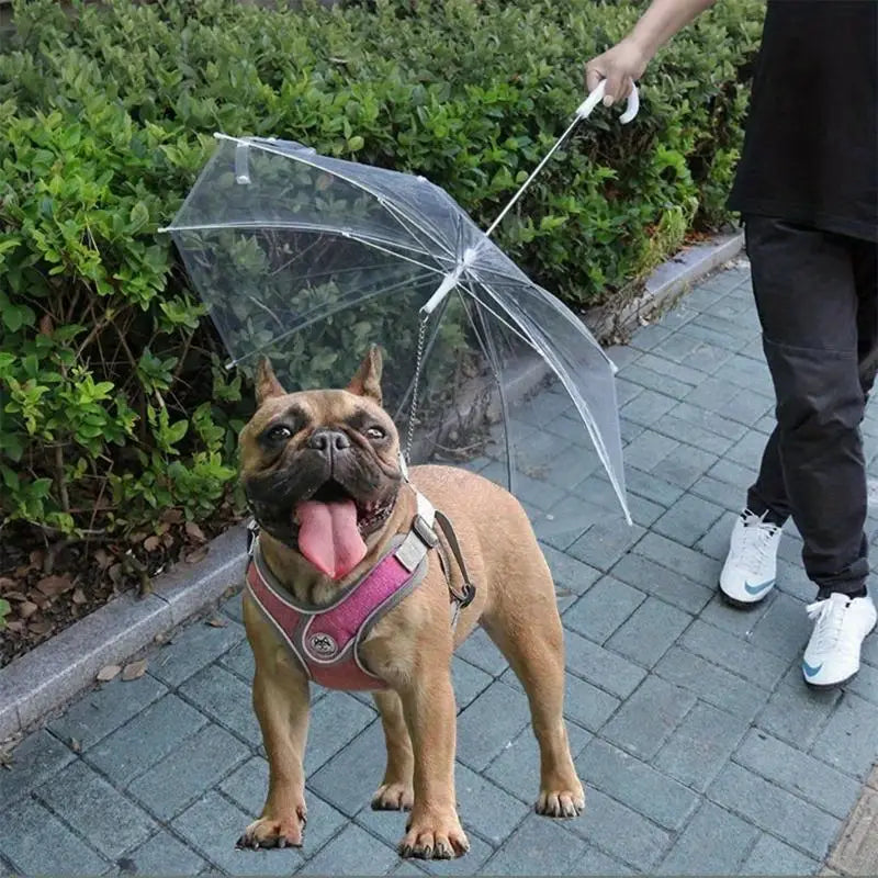 Transparent pet umbrella with integrated leash, shielding a small dog from rain during a walk.