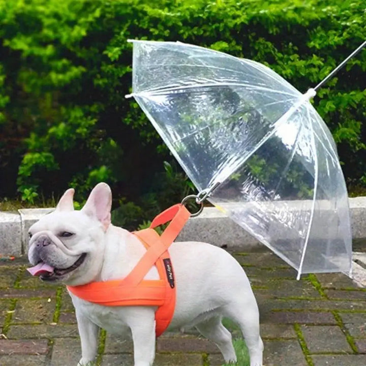 Dog in a clear pet umbrella with built-in leash, offering weatherproof rain protection for outdoor pets.