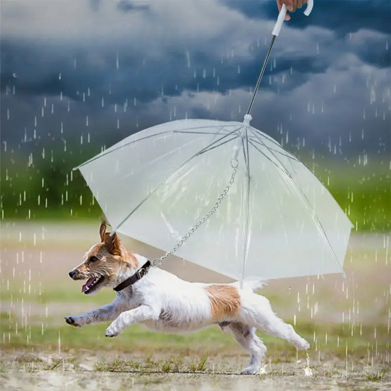Close-up of a transparent pet umbrella handle and C-shaped leash, perfect dog rain gear.