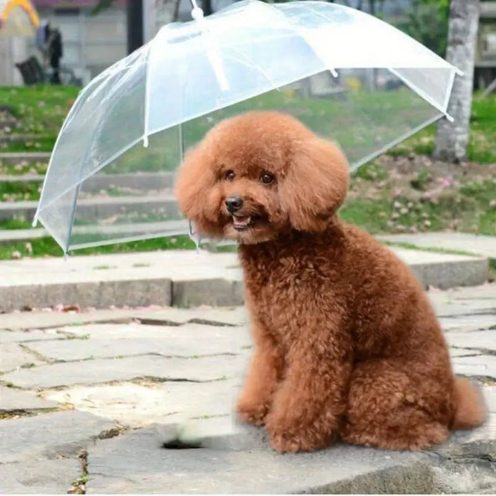 Side view of a dog using a transparent pet umbrella with an attached leash, ideal for pet care in rain.