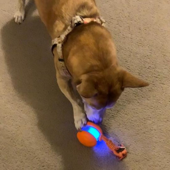 Interactive automatic dog ball, a single view from the two-pack for pet play and training
