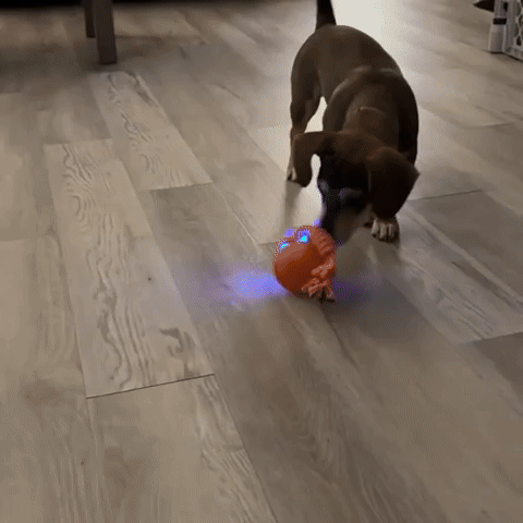 Dog toy two-pack: automatic rolling balls, interactive and chew-resistant for engaging play