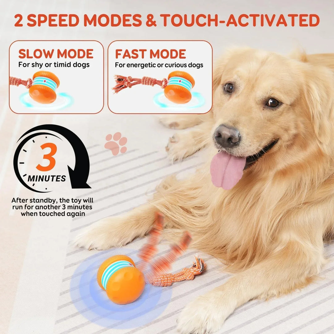 Close-up of an automatic dog ball, interactive and rolling pet supply for enrichment fun
