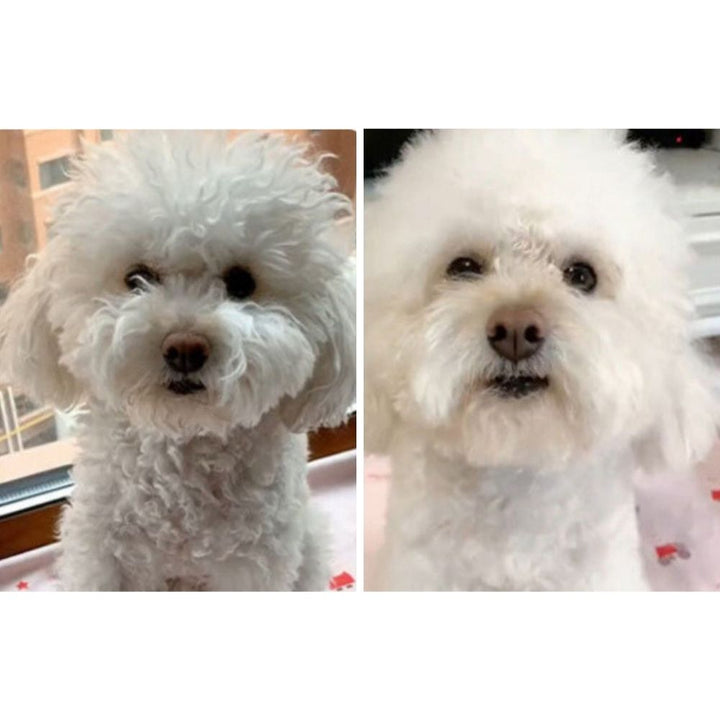 Quiet pet hair dryer and grooming brush for cats and dogs, perfect for deshedding and styling fur