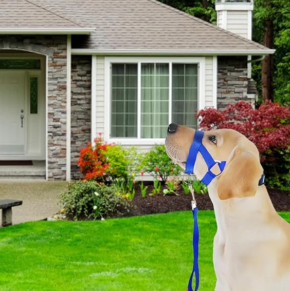 Medium dog pet walking gear: adjustable nylon harness with matching leash set