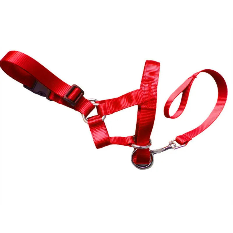 Adjustable dog harness and pet leash, essential dog accessories for walks