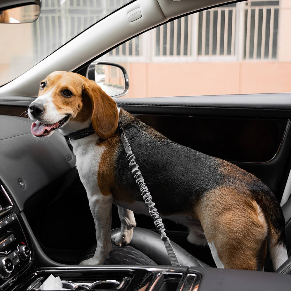 Unisex adjustable pet safety car seat belt for dogs, reflective, essential travel accessory