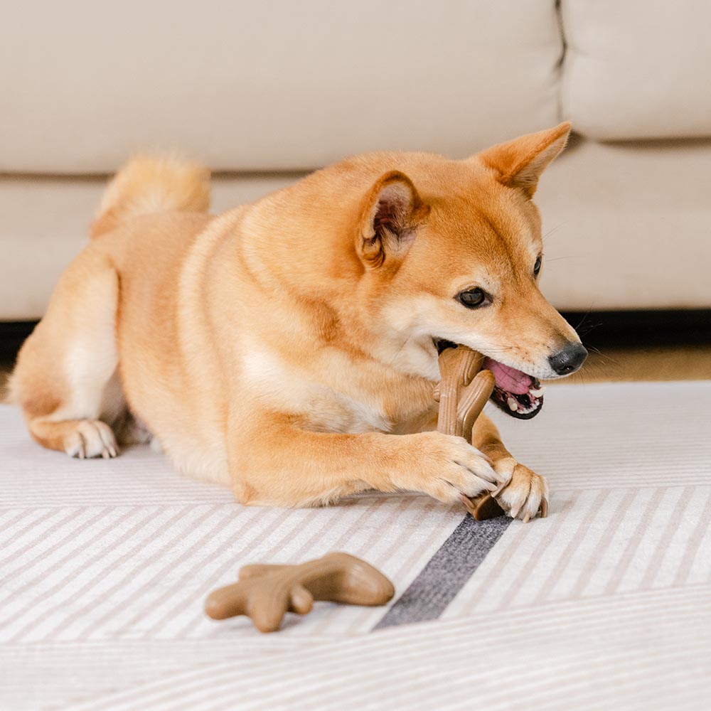 Premium bacon chew toy for dogs, supports teething puppies and ensures healthy dental care.