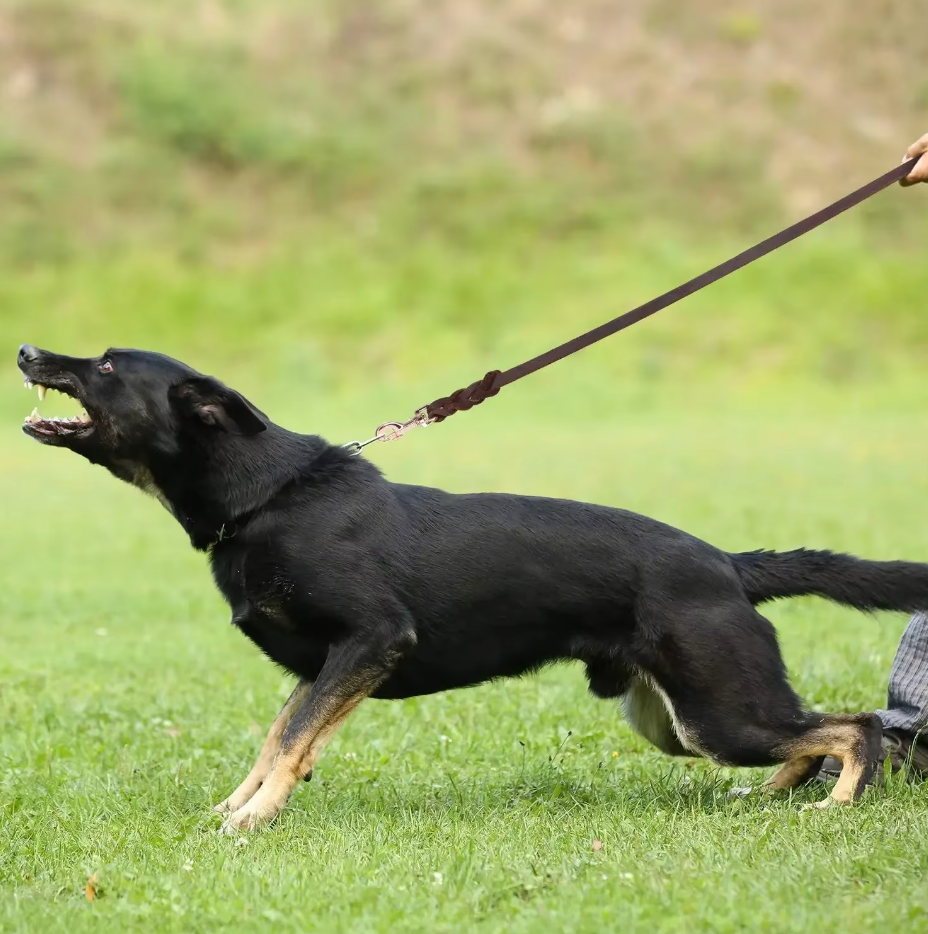 Unisex black leather dog leash with golden carabiner, durable and stylish pet accessory for walking.