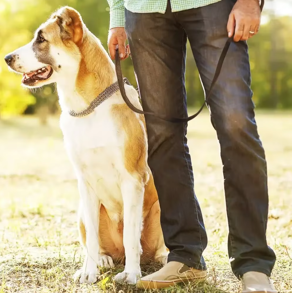 Unisex leather dog leash in classic black with golden hardware, perfect blend of style and durability.