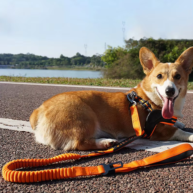 Close-up of a sturdy shock absorbing elastic dog leash, ideal for comfortable pet walks and training