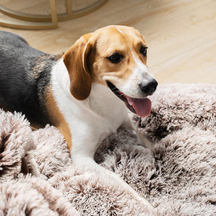 Stylish round dog bed, washable and soft faux fur, perfect for pet relaxation.