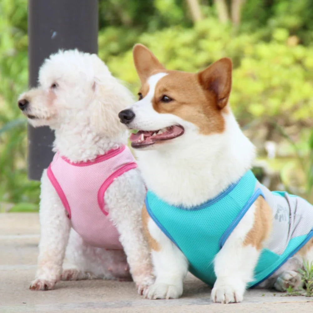 Reflective dog safety vest in cooling fabric, ensuring pet visibility during walks and adventures.