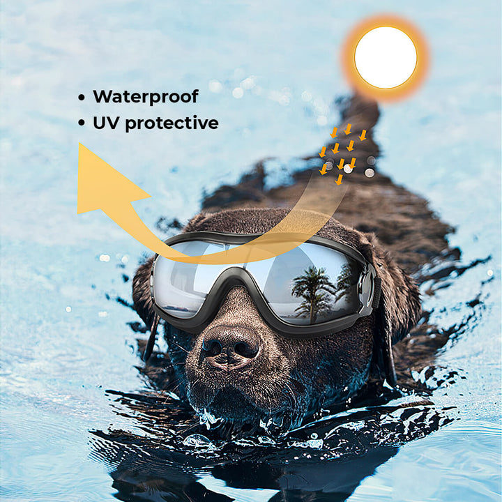 Dog wearing durable, clear lens dog goggles, providing essential eye protection from elements