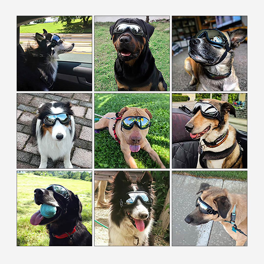 Front view of dog goggles, dog accessories designed for UV protection and comfort