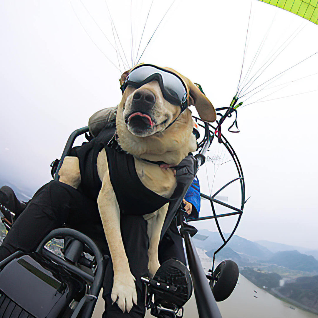 Action shot of dog wearing UV protection goggles, ideal pet eyewear for outdoor adventures