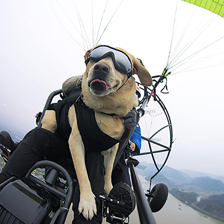 Action shot of dog wearing UV protection goggles, ideal pet eyewear for outdoor adventures