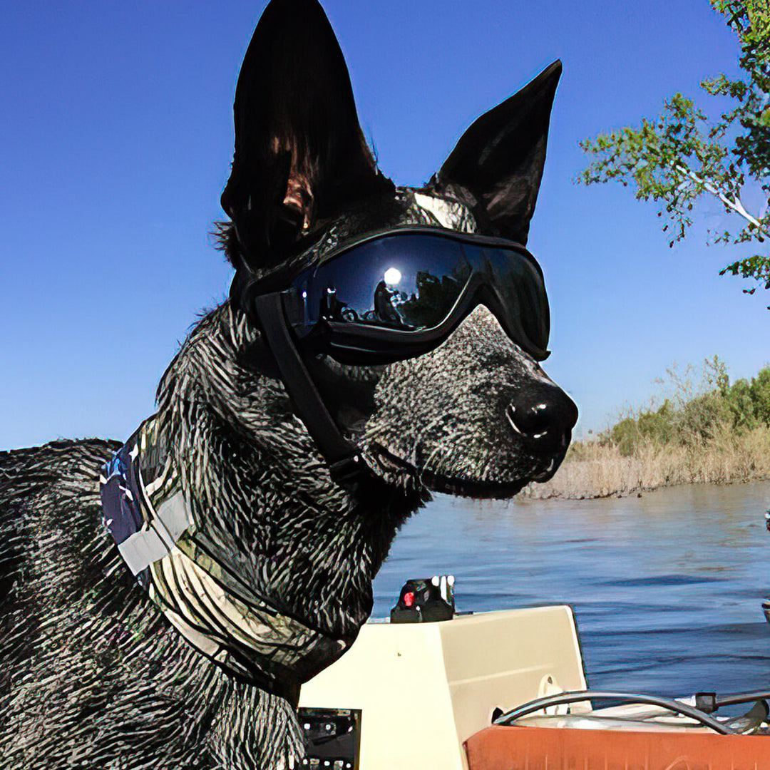 Display of functional dog accessories: anti-fog, windproof dog goggles with clear lenses