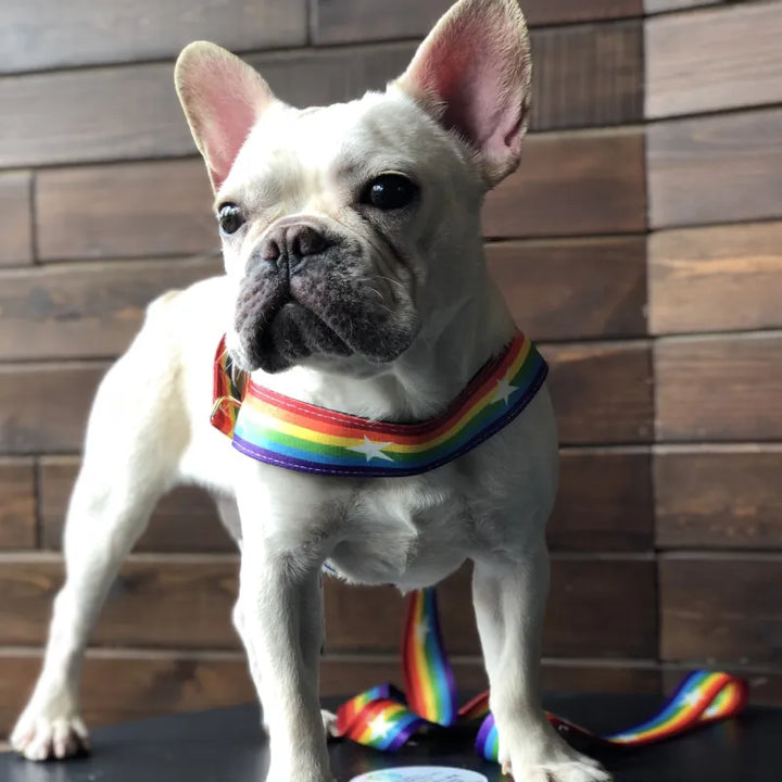Unisex dog harness with colorful rainbow & star pattern, adjustable for pet walking comfort