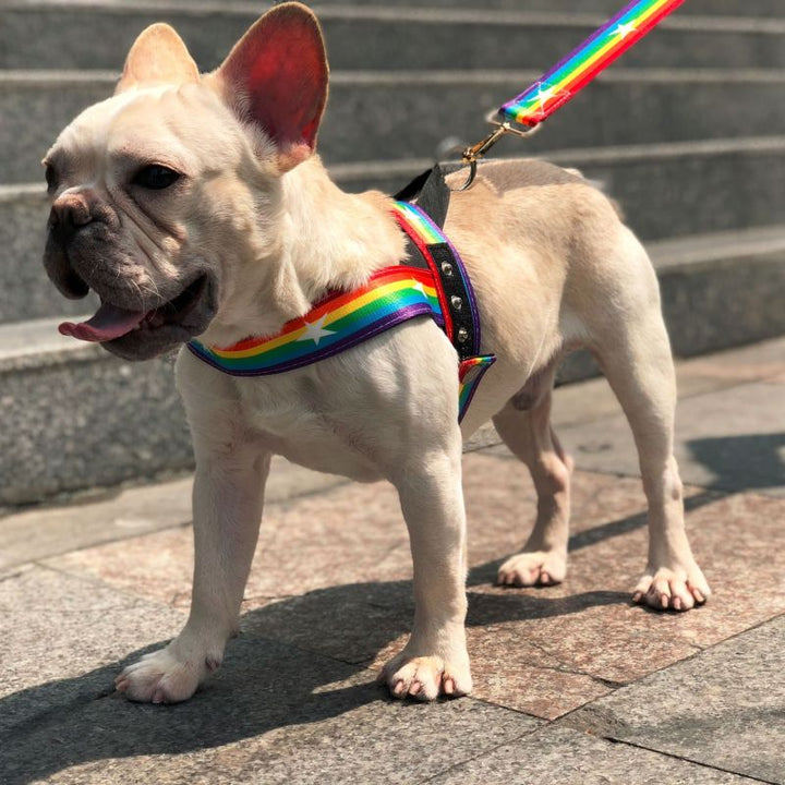 Adjustable dog harness with vibrant rainbow stars, perfect for comfortable pet walking