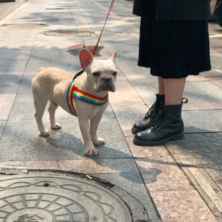 Front view of unisex dog harness featuring rainbow and star design, ideal for pets