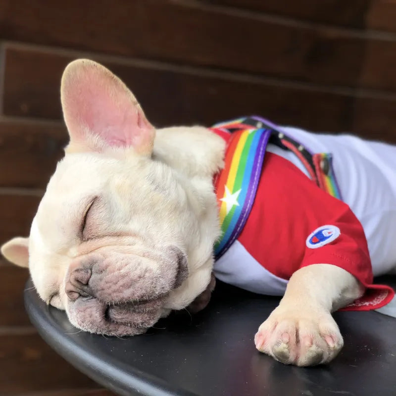 Unisex dog harness with secure fittings, showcasing a fun rainbow star pattern, petwear