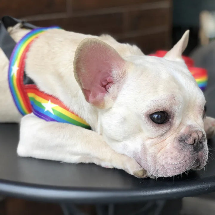 Detailed shot of buckle on adjustable rainbow star dog harness, essential pet supplies