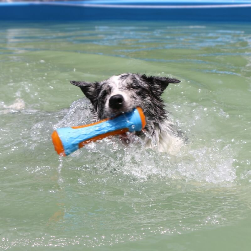 Dog chew toy, bright orange, floating and squeaky, perfect for outdoor interactive play.