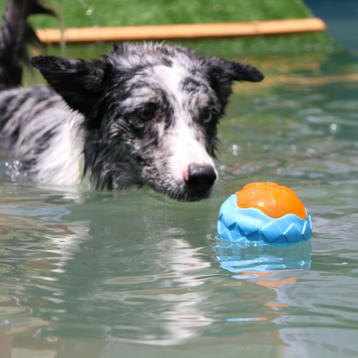 Durable TPR dog toy, unisex, with squeaker, ideal for fetch and water play.