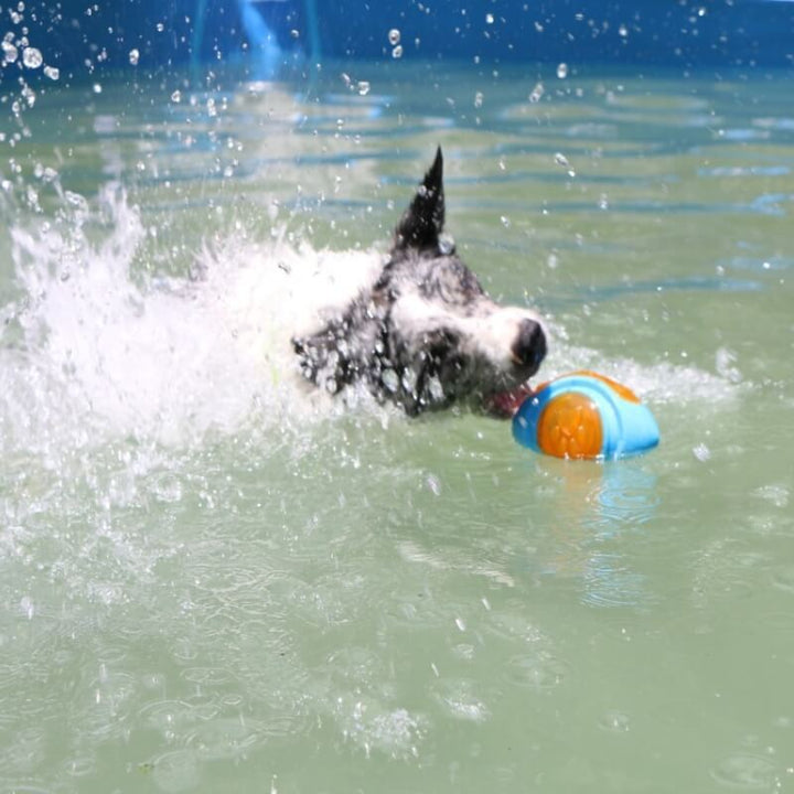 Interactive dog toy, floating pet chew, squeaky for engaging outdoor fun for all dogs.