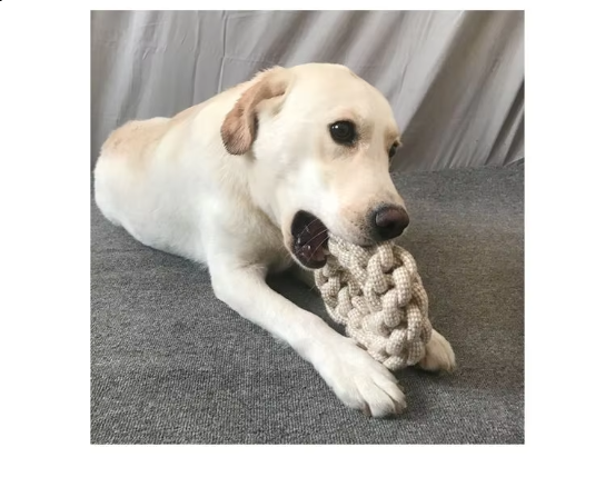 High-quality dog rope chew toy collection, designed for pet dental hygiene and fun.