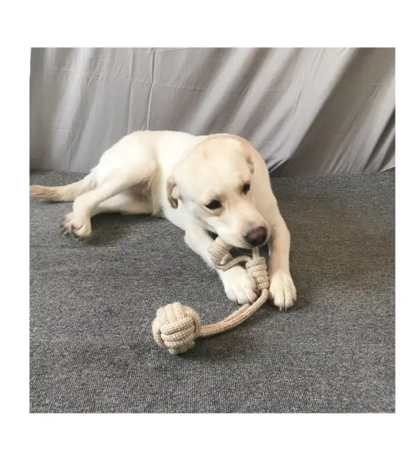 Durable rope dog toy in a bone shape, multicolored, for aggressive chewers' dental health.