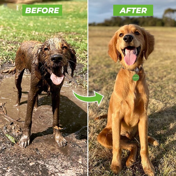 Pet grooming tool: unisex shampoo spray attachment for efficient dog bath and care.