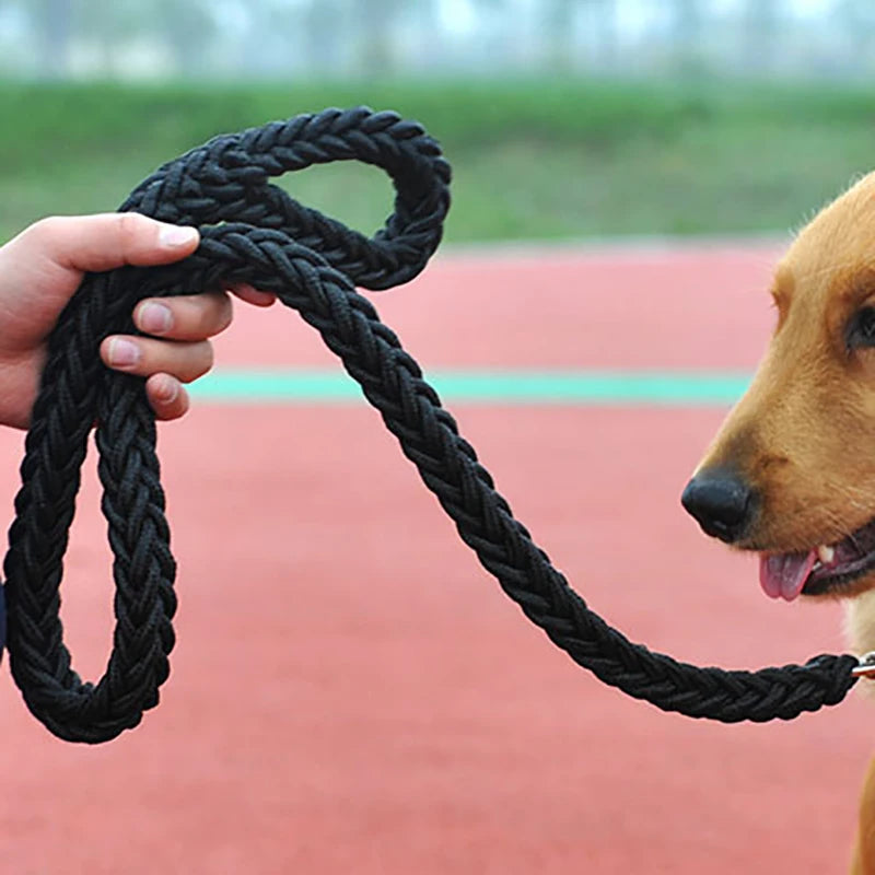 Close-up of black durable nylon dog leash showing strong snap hook and comfort grip